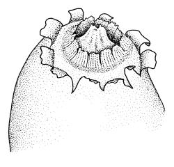 Buxbaumia aphylla, capsule mouth with exfoliating exothecial cells. Drawn from A.J. Fife 7323, CHR 406488 and K.W. Allison 634, CHR 532687. 
 Image: R.C. Wagstaff © Landcare Research 2014 